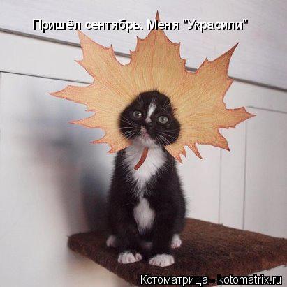 Пришёл сентябрь. Меня "Украсили"... Котоматрица: Пришёл сентябрь. Меня "Украсили"