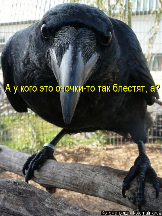 А у кого это очочки-то так блестят, а?... Котоматрица: А у кого это очочки-то так блестят, а?
