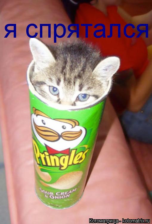 я спрятался... Котоматрица: я спрятался