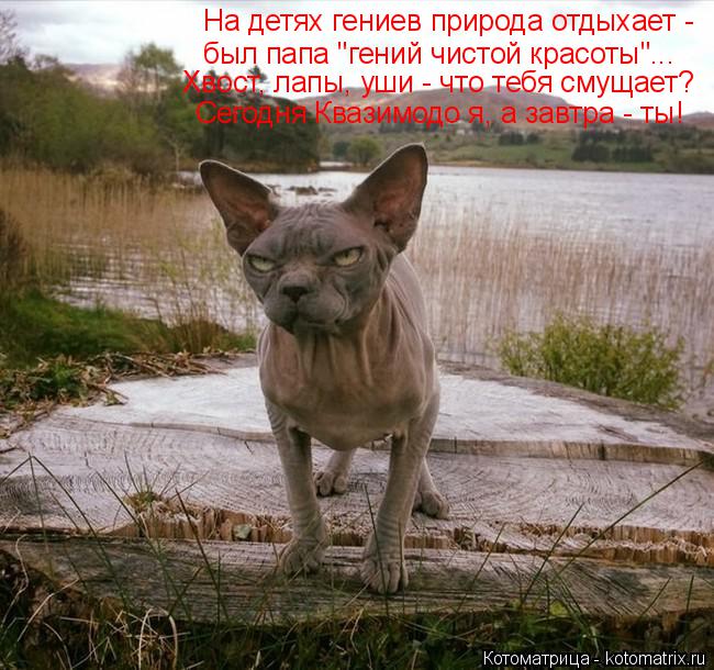 На детях гениев природа отдыхает - был папа "гений чистой красоты"... Хвост, лапы, уши - что тебя с... Котоматрица: На детях гениев природа отдыхает - был папа "гений чистой красоты"... Хвост, лапы, уши - что тебя смущает? Сегодня Квазимодо я, а завтра - ты!