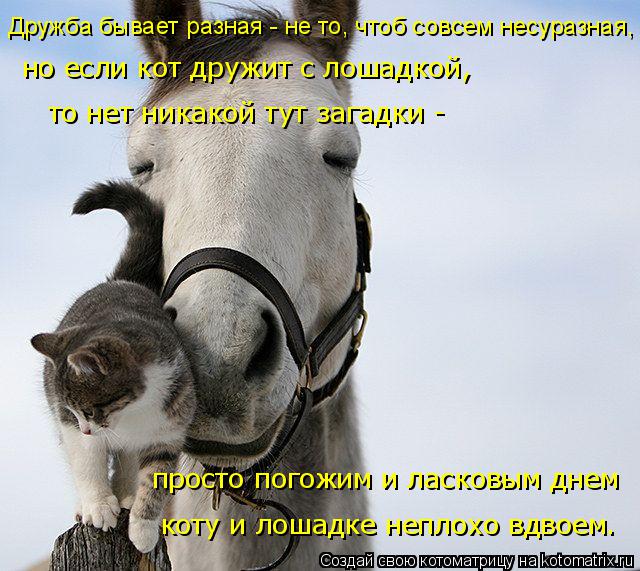 Котоматрица: просто погожим и ласковым днем  но если кот дружит с лошадкой, Дружба бывает разная - не то, чтоб совсем несуразная, то нет никакой тут загадк
