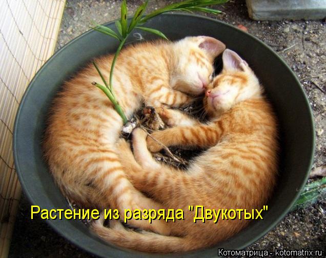 Растение из разряда "Двукотых"... Котоматрица: Растение из разряда "Двукотых"