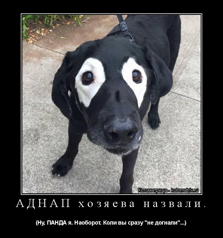 АДНАП хозяева назвали. (Ну, ПАНДА я. Наоборот. Коли вы сразу "не догнали"...)... Котоматрица: АДНАП хозяева назвали. (Ну, ПАНДА я. Наоборот. Коли вы сразу "не догнали"...)