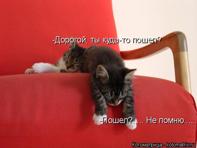 -Дорогой, ты куда-то пошел? -Пошел?..... Не помню........ Котоматрица: -Дорогой, ты куда-то пошел? -Пошел?..... Не помню.....