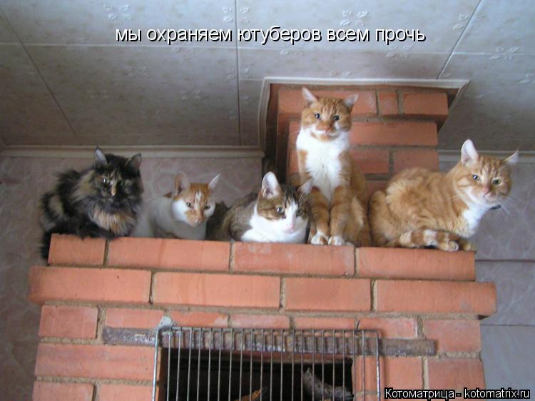 мы охраняем ютуберов всем прочь... Котоматрица: мы охраняем ютуберов всем прочь