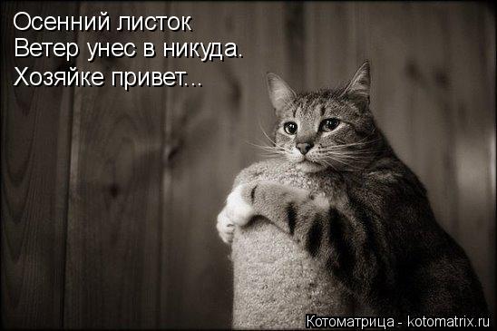 Осенний листок Осенний листок Ветер унес в никуда. Хозяйке привет...... Котоматрица: Осенний листок Осенний листок Ветер унес в никуда. Хозяйке привет...