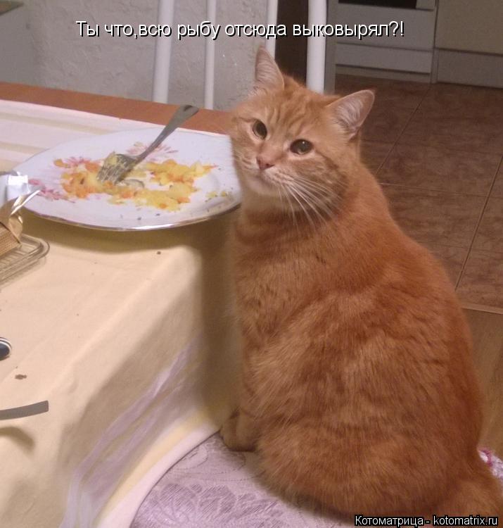 Ты что,всю рыбу отсюда выковырял?!... Котоматрица: Ты что,всю рыбу отсюда выковырял?!
