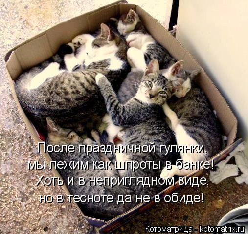 После праздничной гулянки, Хоть и в неприглядном виде, но в тесноте да не в обиде! мы лежим как шпрот... Котоматрица: После праздничной гулянки, Хоть и в неприглядном виде, но в тесноте да не в обиде! мы лежим как шпроты в банке!