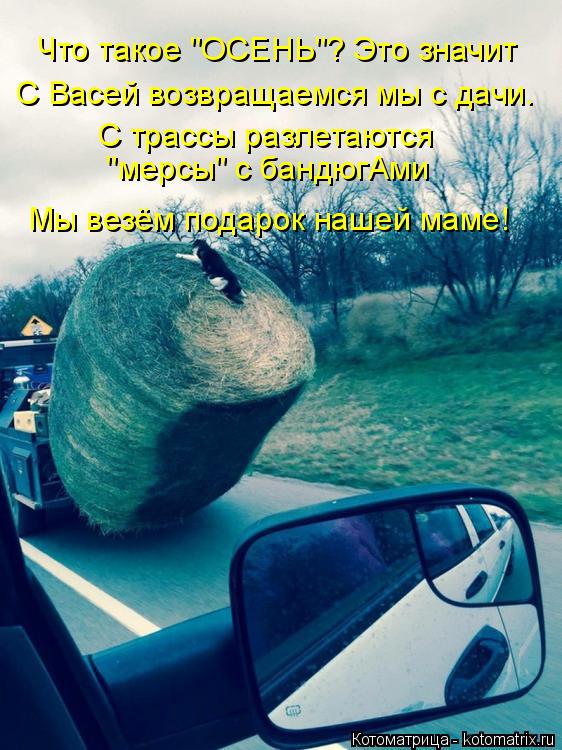 С Васей возвращаемся мы с дачи. С трассы разлетаются "мерсы" с бандюгАми Мы везём подарок нашей мам... Котоматрица: С Васей возвращаемся мы с дачи. С трассы разлетаются "мерсы" с бандюгАми Мы везём подарок нашей маме! Что такое "ОСЕНЬ"? Это значит