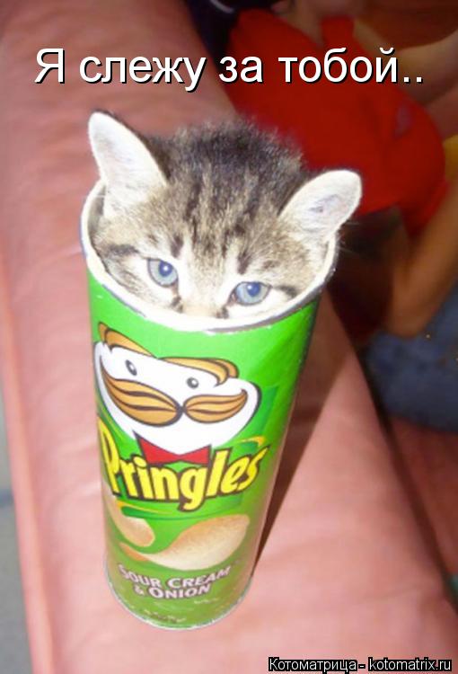Я слежу за тобой..... Котоматрица: Я слежу за тобой..