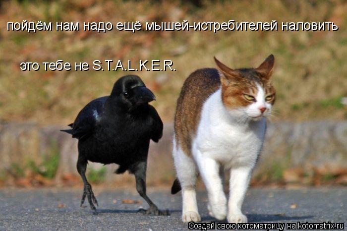 пойдём нам надо ещё мышей-истребителей наловить это тебе не S.T.A.L.K.E.R.... Котоматрица: пойдём нам надо ещё мышей-истребителей наловить это тебе не S.T.A.L.K.E.R.