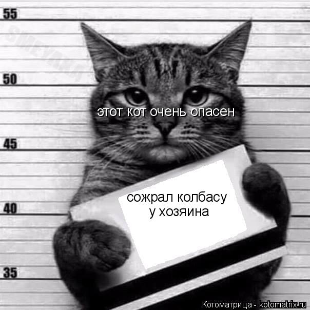 сожрал колбасу у хозяина этот кот очень опасен... Котоматрица: сожрал колбасу у хозяина этот кот очень опасен