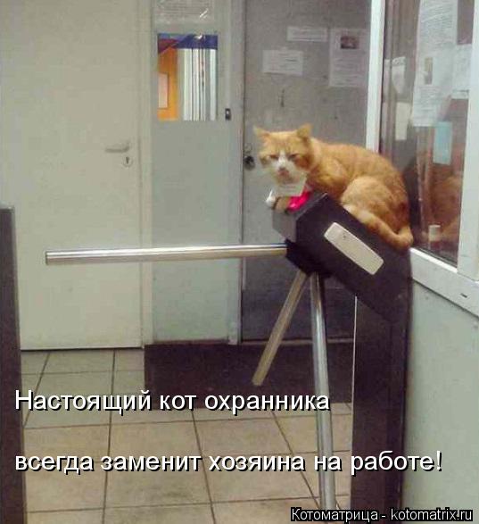всегда заменит хозяина на работе! Настоящий кот охранника... Котоматрица: всегда заменит хозяина на работе! Настоящий кот охранника