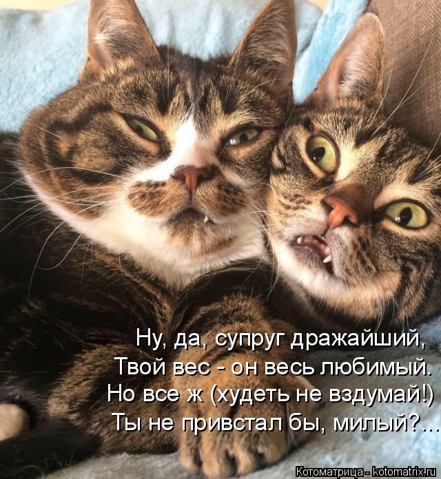 Ну, да, супруг дражайший, Но все ж (худеть не вздумай!) Ты не привстал бы, милый?... Твой вес - он ве... Котоматрица: Ну, да, супруг дражайший, Но все ж (худеть не вздумай!) Ты не привстал бы, милый?... Твой вес - он весь любимый.