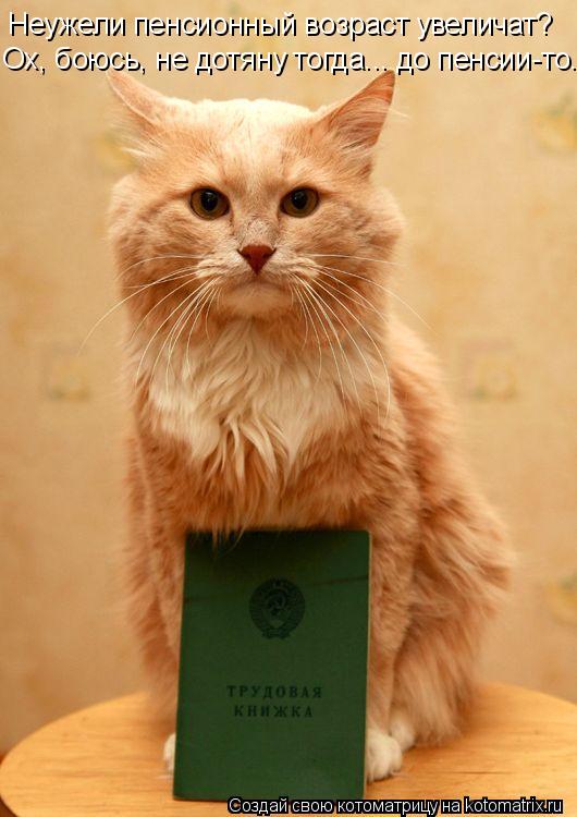 Неужели пенсионный возраст увеличат? Ох, боюсь, не дотяну тогда... до пенсии-то.... Котоматрица: Неужели пенсионный возраст увеличат? Ох, боюсь, не дотяну тогда... до пенсии-то.