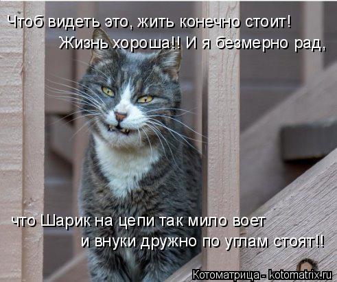 Чтоб видеть это, жить конечно стоит! Жизнь хороша!! И я безмерно рад, что Шарик на цепи так мило воет... Котоматрица: Чтоб видеть это, жить конечно стоит! Жизнь хороша!! И я безмерно рад, что Шарик на цепи так мило воет и внуки дружно по углам стоят!!