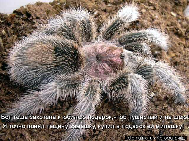 Вот теща захотела к юбилею,подарок,чтоб пушистый и на шею! Я точно понял тещину замашку, купил в пода... Котоматрица: Вот теща захотела к юбилею,подарок,чтоб пушистый и на шею! Я точно понял тещину замашку, купил в подарок ей милашку!