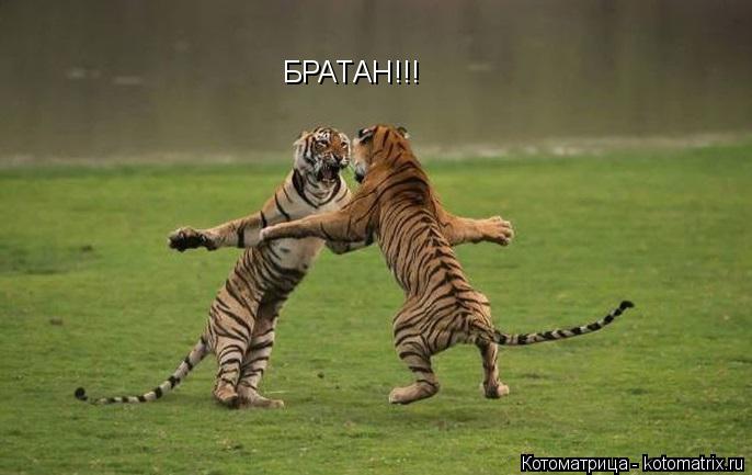БРАТАН!!!... Котоматрица: БРАТАН!!!