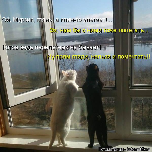 Ой, Мурзик, глянь, а клин-то улетает!... Эх, нам бы с ними тоже полетать... Котов ведь перелетных не ... Котоматрица: Ой, Мурзик, глянь, а клин-то улетает!... Эх, нам бы с ними тоже полетать... Котов ведь перелетных не бывает! Ну прям гляди, нельзя и помечтать!!