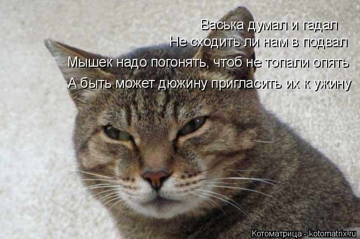 Васька думал и гадал Не сходить ли нам в подвал Мышек надо погонять, чтоб не топали опять А быть може... Котоматрица: Васька думал и гадал Не сходить ли нам в подвал Мышек надо погонять, чтоб не топали опять А быть может дюжину пригласить их к ужину