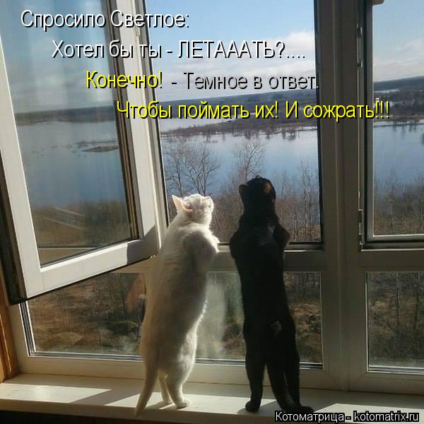 Спросило Светлое: Хотел бы ты - ЛЕТАААТЬ?.... Конечно! - Темное в ответ. Чтобы поймать их! И сожр... Котоматрица: Спросило Светлое: Хотел бы ты - ЛЕТАААТЬ?.... Конечно! - Темное в ответ. Чтобы поймать их! И сожрать!!!