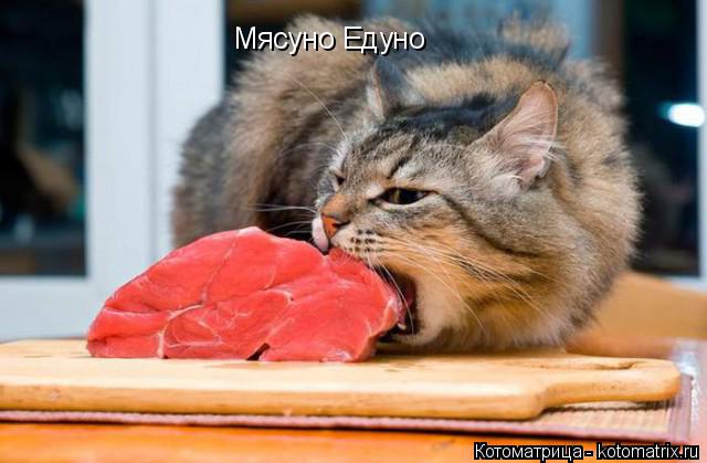 Мясуно Едуно... Котоматрица: Мясуно Едуно