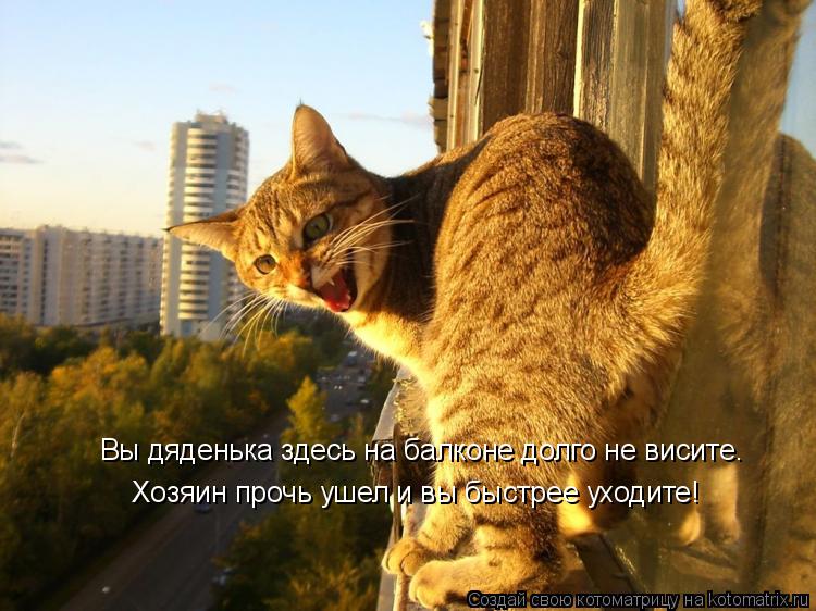 Вы дяденька здесь на балконе долго не висите. Хозяин прочь ушел и вы быстрее уходите!... Котоматрица: Вы дяденька здесь на балконе долго не висите. Хозяин прочь ушел и вы быстрее уходите!