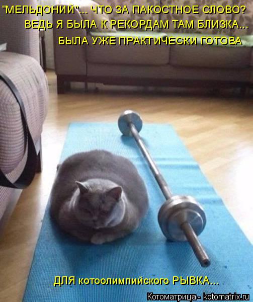 "МЕЛЬДОНИЙ"... ЧТО ЗА ПАКОСТНОЕ СЛОВО? ВЕДЬ Я БЫЛА К РЕКОРДАМ ТАМ БЛИЗКА... БЫЛА УЖЕ ПРАКТИЧЕСКИ ГОТО... Котоматрица: "МЕЛЬДОНИЙ"... ЧТО ЗА ПАКОСТНОЕ СЛОВО? ВЕДЬ Я БЫЛА К РЕКОРДАМ ТАМ БЛИЗКА... БЫЛА УЖЕ ПРАКТИЧЕСКИ ГОТОВА ДЛЯ котоолимпийского РЫВКА...