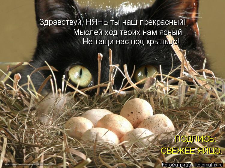 Здравствуй, НЯНЬ ты наш прекрасный! Мыслей ход твоих нам ясный. ПОДПИСЬ: Не тащи нас под крыльцо! СВЕ... Котоматрица: Здравствуй, НЯНЬ ты наш прекрасный! Мыслей ход твоих нам ясный. ПОДПИСЬ: Не тащи нас под крыльцо! СВЕЖЕЕ ЯЙЦО.