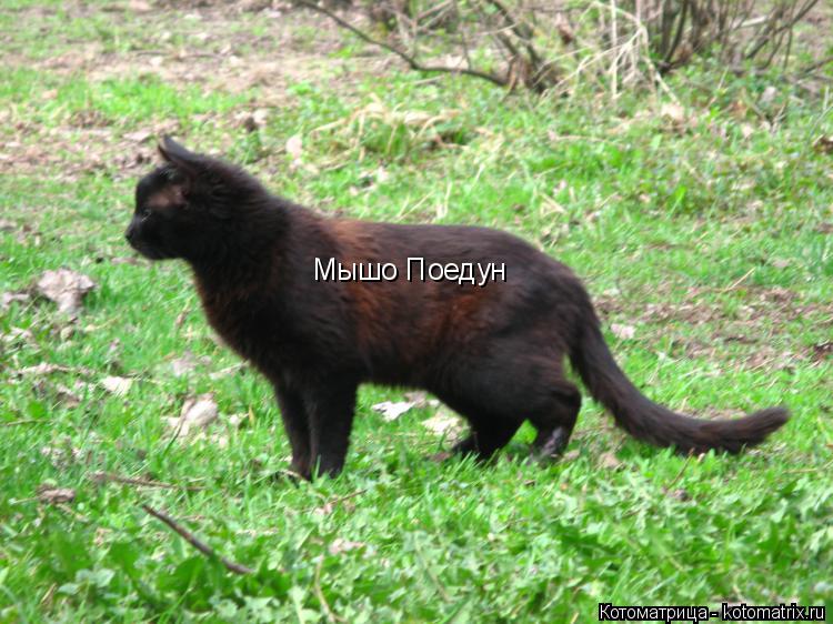 Мышо Поедун... Котоматрица: Мышо Поедун