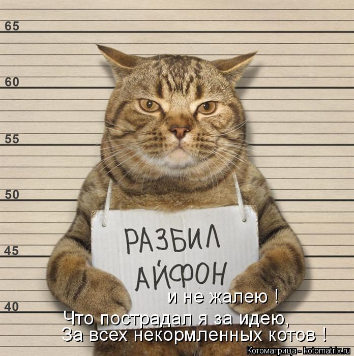 и не жалею ! Что пострадал я за идею, За всех некормленных котов !... Котоматрица: и не жалею ! Что пострадал я за идею, За всех некормленных котов !