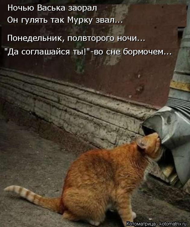 Ночью Васька заорал Он гулять так Мурку звал... Понедельник, полвторого ночи... "Да соглашайся ты!"-в... Котоматрица: Ночью Васька заорал Он гулять так Мурку звал... Понедельник, полвторого ночи... "Да соглашайся ты!"-во сне бормочем...