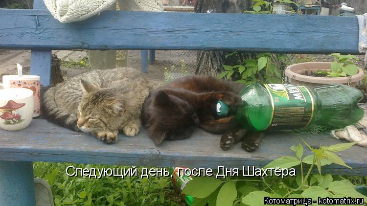 Следующий день, после Дня Шахтёра... Котоматрица: Следующий день, после Дня Шахтёра