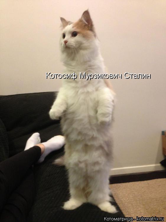 Котосиф Мурзикович Сталин... Котоматрица: Котосиф Мурзикович Сталин