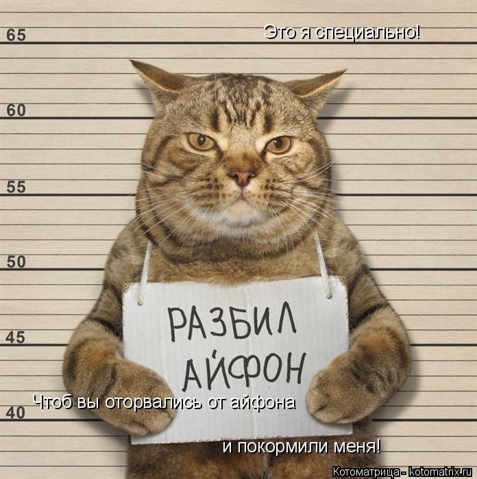 Это я специально! Чтоб вы оторвались от айфона и покормили меня!... Котоматрица: Это я специально! Чтоб вы оторвались от айфона и покормили меня!