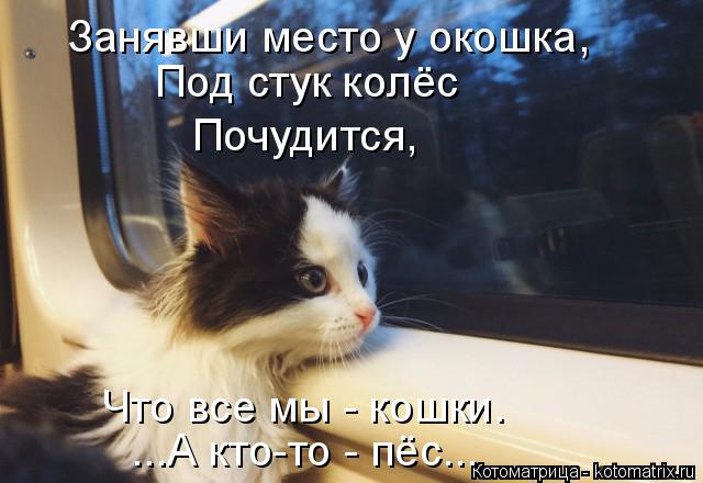 Занявши место у окошка, Под стук колёс Почудится, Что все мы - кошки. ...А кто-то - пёс...... Котоматрица: Занявши место у окошка, Под стук колёс Почудится, Что все мы - кошки. ...А кто-то - пёс...
