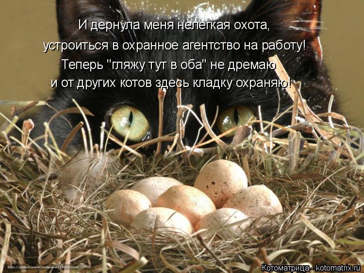И дернула меня нелегкая охота, устроиться в охранное агентство на работу! и от других котов здесь кла... Котоматрица: И дернула меня нелегкая охота, устроиться в охранное агентство на работу! и от других котов здесь кладку охраняю! Теперь "гляжу тут в оба" не