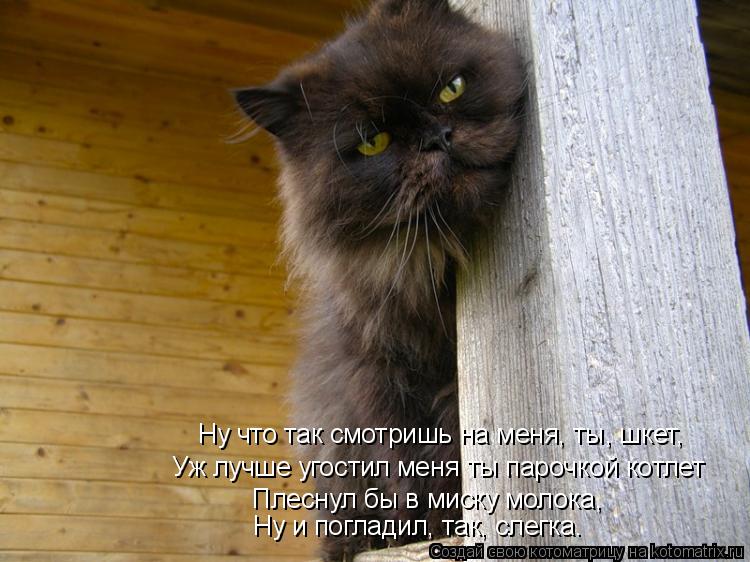 Ну что так смотришь на меня, ты, шкет, Уж лучше угостил меня ты парочкой котлет Плеснул бы в миску мо... Котоматрица: Ну что так смотришь на меня, ты, шкет, Уж лучше угостил меня ты парочкой котлет Плеснул бы в миску молока, Ну и погладил, так, слегка.