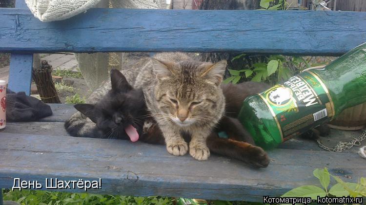 День Шахтёра!... Котоматрица: День Шахтёра!