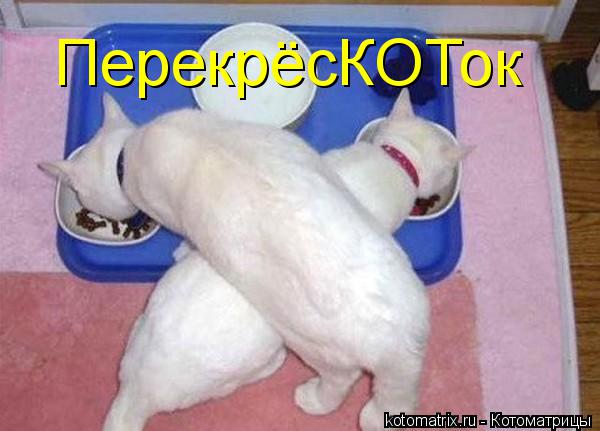 ПерекрёсКОТок... Котоматрица: ПерекрёсКОТок