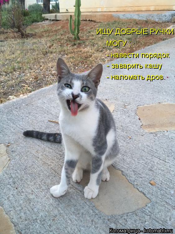 ИЩУ ДОБРЫЕ РУЧКИ МОГУ : - навести порядок - заварить кашу - наломать дров... Котоматрица: ИЩУ ДОБРЫЕ РУЧКИ МОГУ : - навести порядок - заварить кашу - наломать дров
