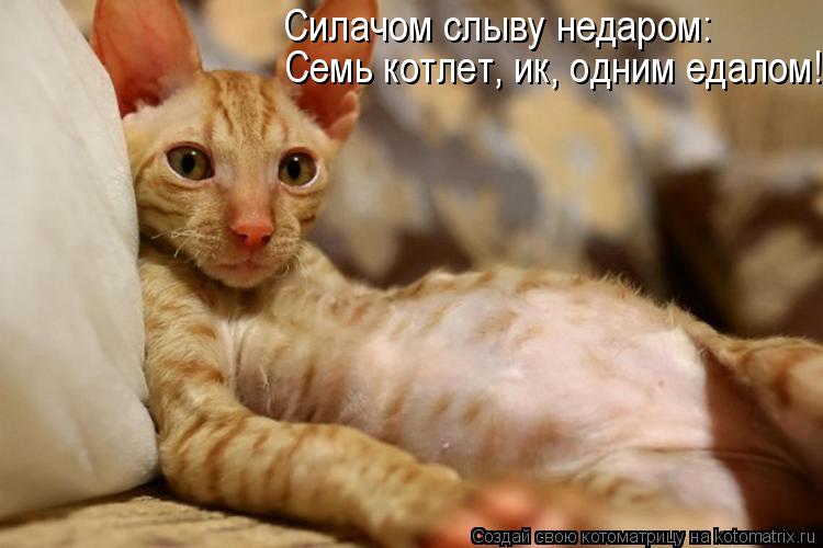 Семь котлет, ик, одним едалом! Силачом слыву недаром:... Котоматрица: Семь котлет, ик, одним едалом! Силачом слыву недаром: