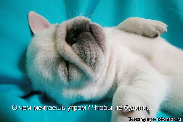 О чем мечтаешь утром? Чтобы не будили...... Котоматрица: О чем мечтаешь утром? Чтобы не будили...