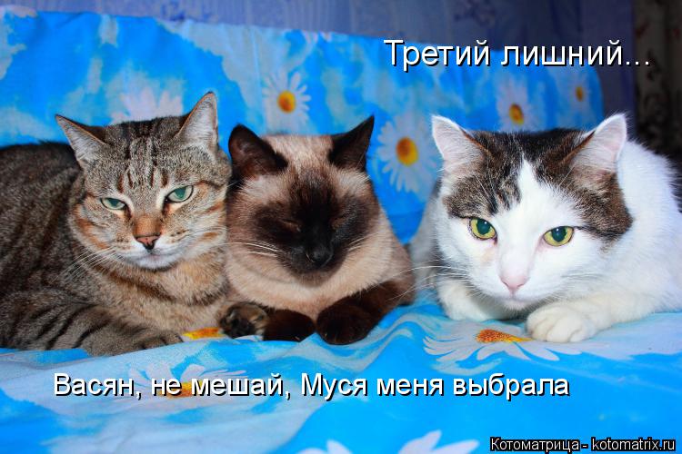 Третий лишний... Васян, не мешай, Муся меня выбрала... Котоматрица: Третий лишний... Васян, не мешай, Муся меня выбрала