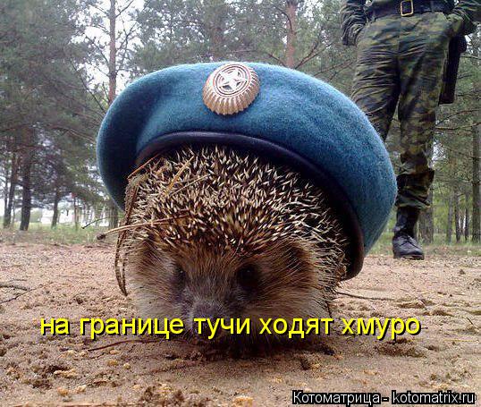 на границе тучи ходят хмуро... Котоматрица: на границе тучи ходят хмуро