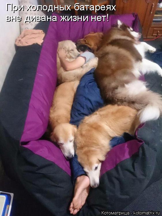 При холодных батареях вне дивана жизни нет!... Котоматрица: При холодных батареях вне дивана жизни нет!