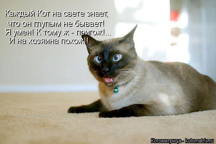 Каждый Кот на свете знает, что он глупым не бывает! Я умен! К тому ж - пригож!... И на хозяина похож!... Котоматрица: Каждый Кот на свете знает, что он глупым не бывает! Я умен! К тому ж - пригож!... И на хозяина похож!!