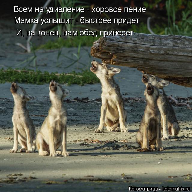 Всем на удивление - хоровое пение Мамка услышит - быстрее придет И, на конец, нам обед принесет... Котоматрица: Всем на удивление - хоровое пение Мамка услышит - быстрее придет И, на конец, нам обед принесет