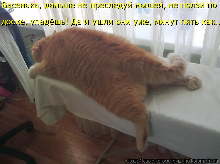 Васенька, дальше не преследуй мышей, не ползи по доске, упадёшь! Да и ушли они уже, минут пять как..... Котоматрица: Васенька, дальше не преследуй мышей, не ползи по доске, упадёшь! Да и ушли они уже, минут пять как...