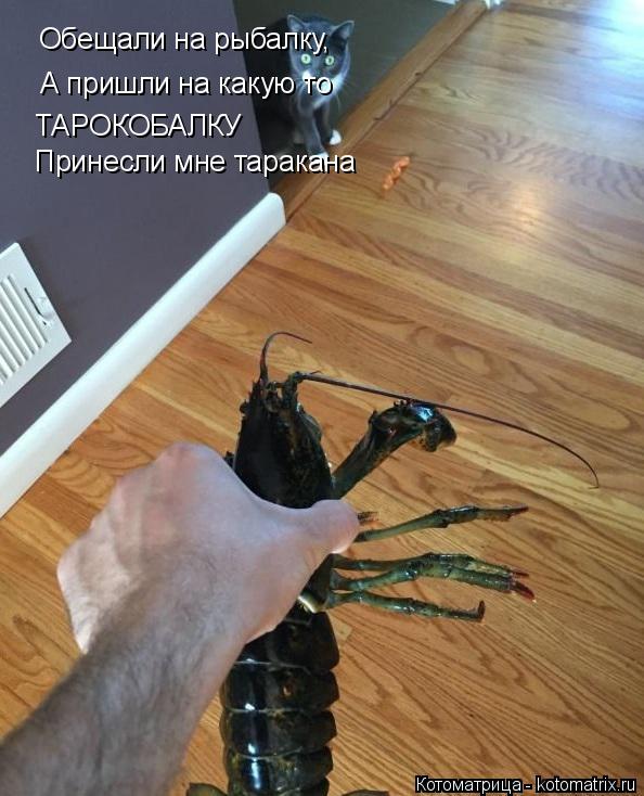 Обещали на рыбалку, А пришли на какую то ТАРОКОБАЛКУ Принесли мне таракана... Котоматрица: Обещали на рыбалку, А пришли на какую то ТАРОКОБАЛКУ Принесли мне таракана